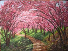 Cherry Blossoms, Central Park, NYC>