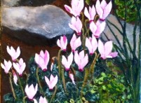Cyclamens