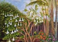 Angel Trumpet tree